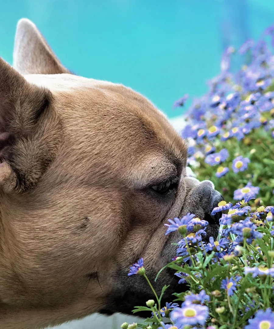 Eine Französische Bulldogge schnuppert an blauen Blumen